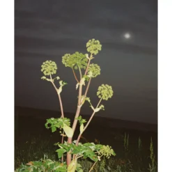 L:A Bruket 286 Hand & Body Wash 240 Ml - Angelica -Clarins Beauty Butik la bruket 286 hand body wash 240 ml angelica 1679314627