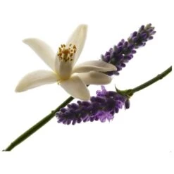 Yves Saint Laurent YSL Libre For Her EDP 30 Ml 13 Yves Saint Laurent YSL Libre For Her EDP 30 Ml -Clarins Beauty Butik ysl libre for her edp 30 ml 1581340029